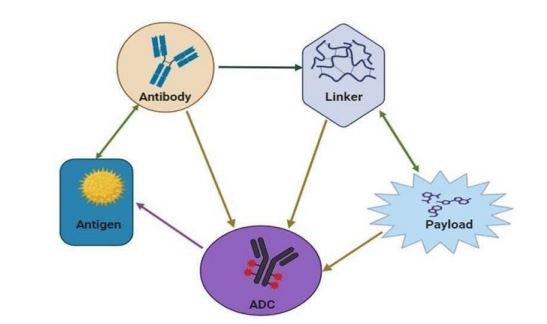 Image of Antibody-Drug Conjugates: Advances and Applications in Targeted Cancer Therapies