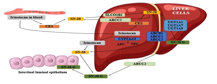 Image of Pharmacogenomics in Pediatric Cancer Patients Treated with Irinotecan: A Systematic Review